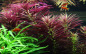Preview: Limnophila hippuridoides