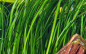 Preview: Vallisneria spiralis "Tiger"