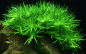 Preview: 1-2-GROW Heteranthera zosterifolia