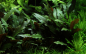 Preview: Cryptocoryne  beckettii "Petchii" auf Lavastein