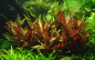 Preview: Alternanthera reineckii "Pink"