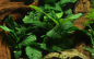 Preview: Anubias barteri "coffeefolia"