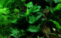 Preview: Anubias barteri var. nana