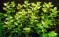 Preview: Bacopa caroliniana
