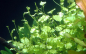 Preview: Cardamine lyrata