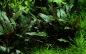 Preview: Cryptocoryne beckettii ''petchii''