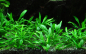 Preview: Cryptocoryne parva