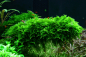 Preview: 1-2-GROW Vesicularia montagnei 'Christmas Moss'