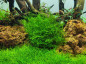Preview: 1-2-GROW Leptodictyum riparium