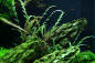 Preview: Hygrophila pinnatifida
