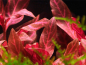 Preview: Alternanthera reineckii "Rosanervig"