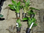 Preview: Barschsortiment im 5 cm Topf - 5 Stk.