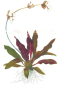 Preview: Echinodorus "Rubin" - Mutterpflanze