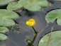 Preview: Nuphar lutea