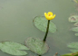 Preview: Nuphar lutea