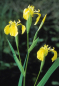 Preview: Iris pseudacorus