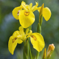 Preview: Iris pseudacorus