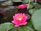Preview: Seerose Rot - Nymphaea "James Brydon"