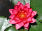 Preview: Seerose Rot - Nymphaea "James Brydon"