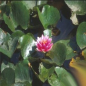 Preview: Seerose Rot - Nymphaea "Attraction"