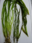 Preview: Vallisneria 4er Mix