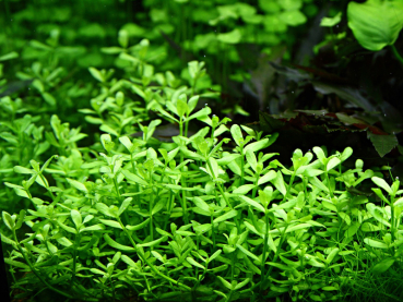 Bacopa monnieri "Compact"