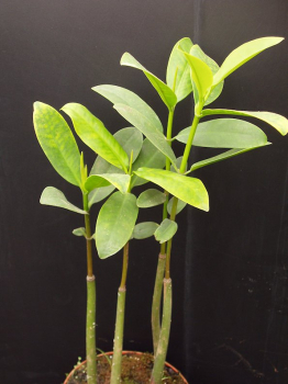 Samen der Roten Mangrove  / Rhizophora mangle - 3er Set