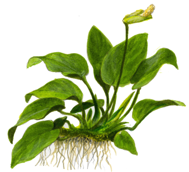 Anubias 3er Mix