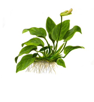 1-2-GROW Anubia barteri nana