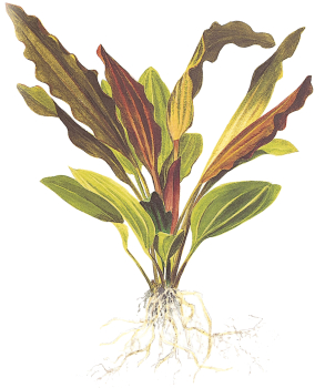 Echinodorus "Rosé" - Mutterpflanze