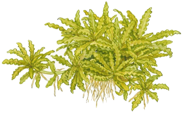 Pogostemon helferi auf Lavastein
