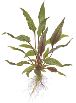 Cryptocoryne  beckettii "Petchii" auf Lavastein