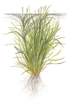 1-2-GROW Blyxa japonica