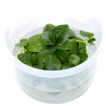 Preview: 1-2-GROW Limnobium laevigatum