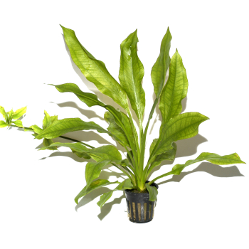 Echinodorus 3er Mix