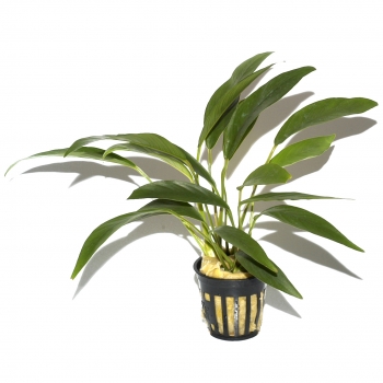 Preview: Barschsortiment im 5 cm Topf - 10 Stk.