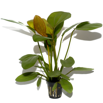 Echinodorus 3er Mix
