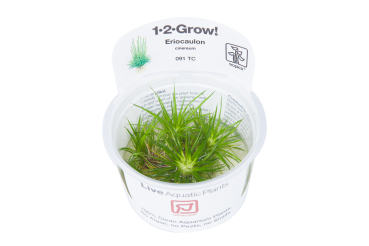 Preview: 1-2-GROW Eriocaulon cinereum