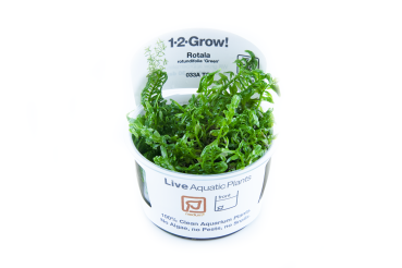 Preview: 1-2-GROW Rotala rotundifolia "Green"