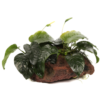 Preview: Anubias barteri auf Lavastein XL