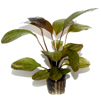 Echinodorus "Ozelot"