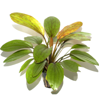 Echinodorus "Rosé"