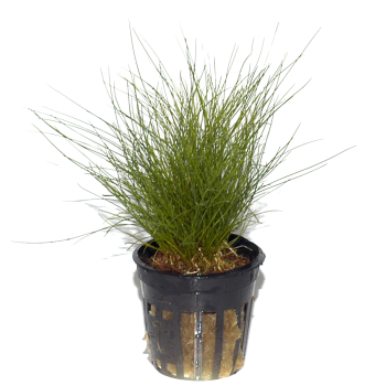 Eleocharis parvula - 10 Stück
