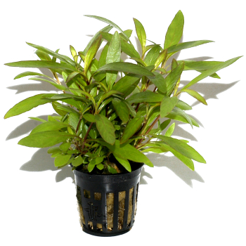 Hygrophila corymbosa 'Siamensis 53B'