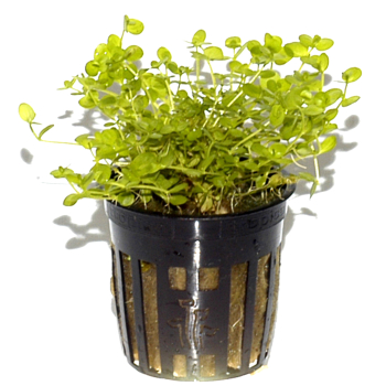 Micranthemum umbrosum