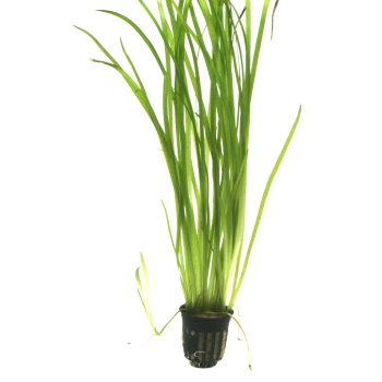 Vallisneria spiralis "Tiger"