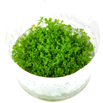 Preview: 1-2-GROW Hemianthus micranthemoides