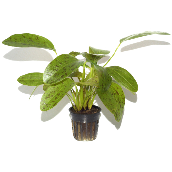 Echinodorus 3er Mix