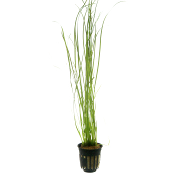 Vallisneria 4er Mix