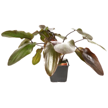 Preview: Echinodorus "Ozelot" - Mutterpflanze